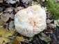 Süngomba (Hericium erinaceus), Budai-hegység